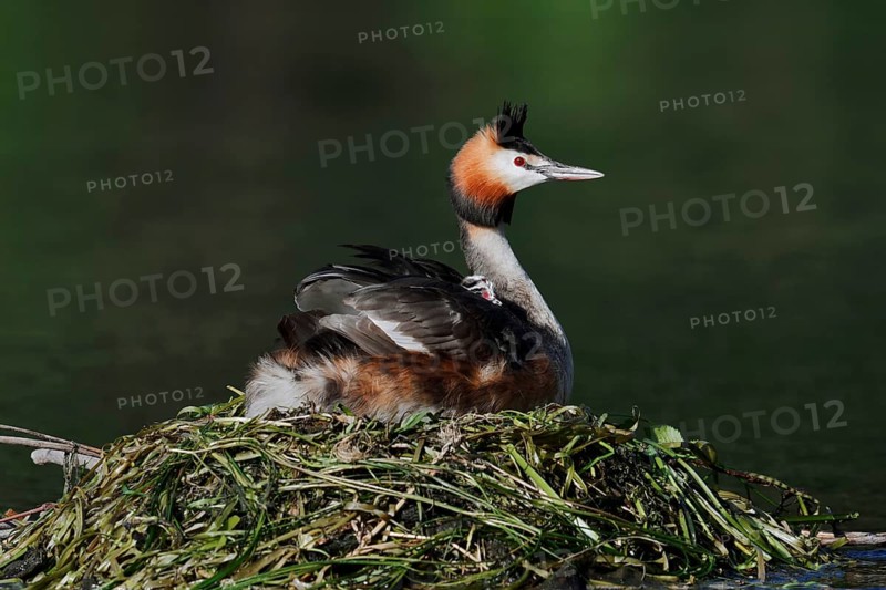 Great Crested Grebe (Podiceps Scalloped ribbonfish) sitting brooding with chicks on the nest, North Rhine-Westphalia, Germany