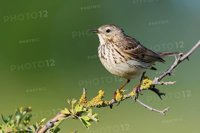 Meadow Pipit (Anthus pratensis), Schleswig-Holstein, Germany