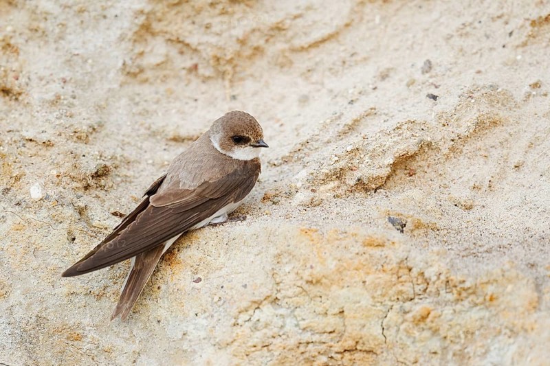 Sand martin (Riparia riparia) sitting on the breeding wall, Schleswig-Holstein, Germany
