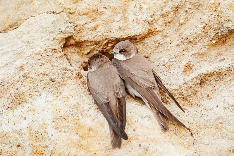 Sand martin (Riparia riparia), pair at the breeding tube, Schleswig-Holstein, Germany