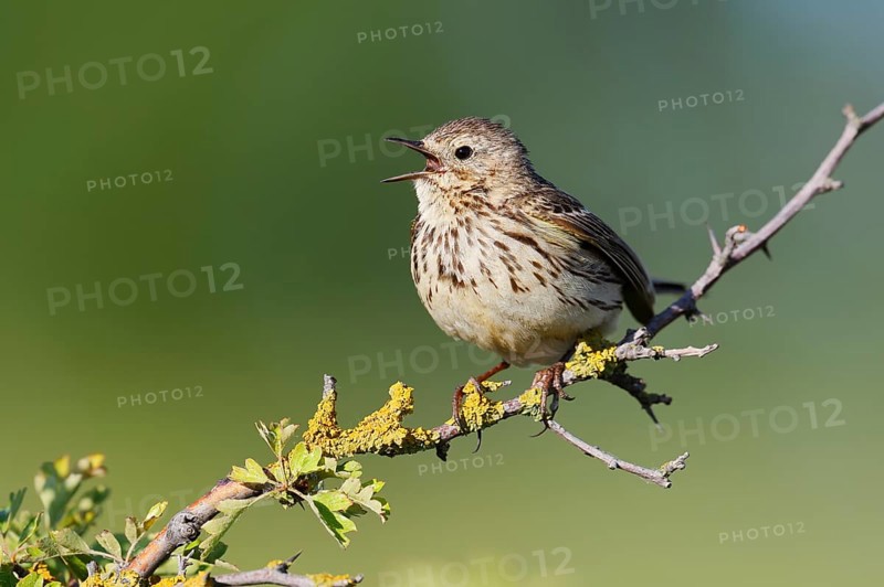 Meadow pipit (Anthus pratensis) sits singing on a branch, Schleswig-Holstein, Germany