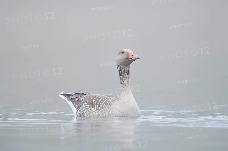 Greylag goose (Anser anser) swimming in the morning mist on a lake, North Rhine-Westphalia, Germany
