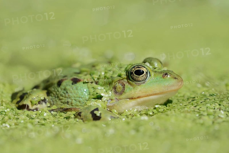 Edible Frog (Pelophylax esculentus, Rana esculenta) in a pond with Common duckweed (Lemna minor), North Rhine-Westphalia, Germany