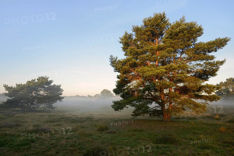 Scots pine or Scots pine (Pinus sylvestris) in heathland, Westruper Heide, North Rhine-Westphalia, Germany