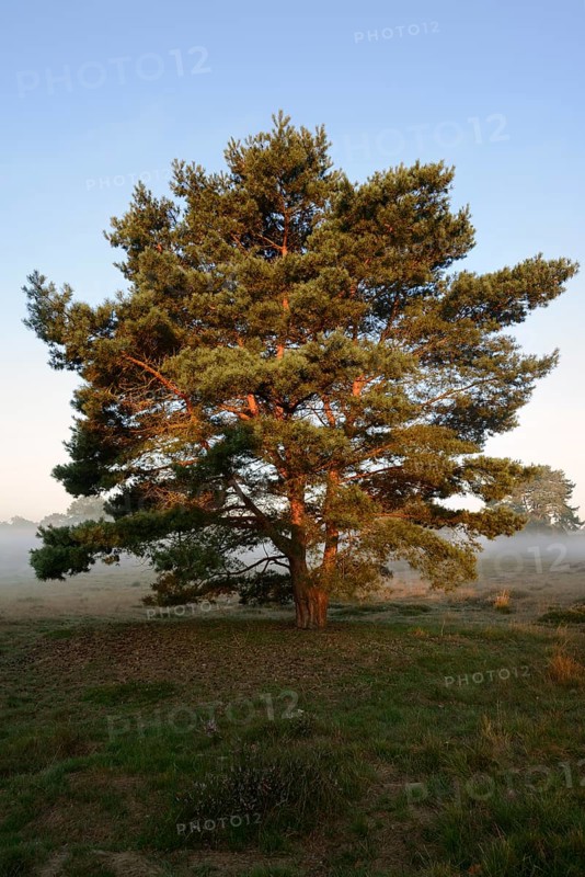 Scots pine or Scots pine (Pinus sylvestris) in heathland, Westruper Heide, North Rhine-Westphalia, Germany