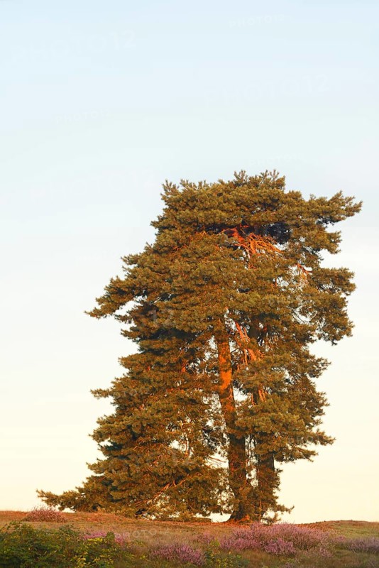 Scots pine or common pine (Pinus sylvestris), Westruper Heide, North Rhine-Westphalia, Germany