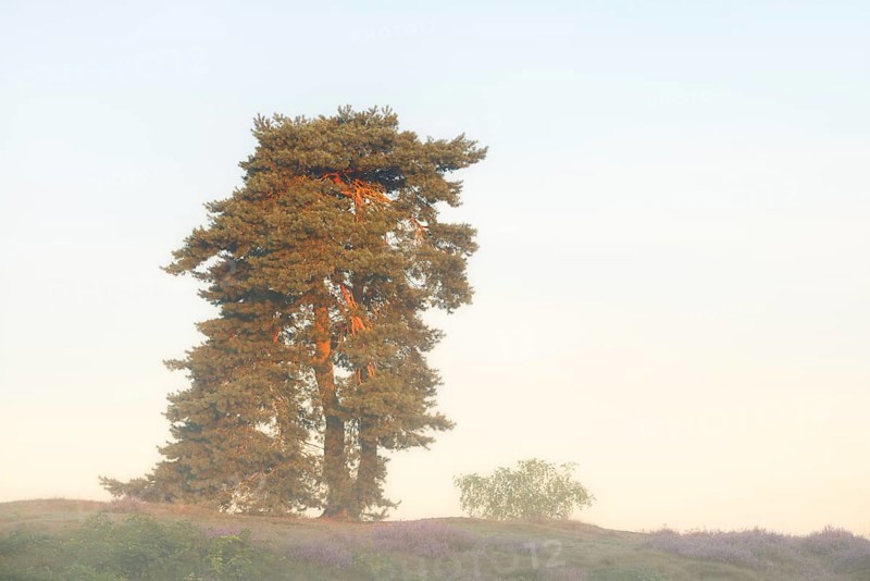 Scots pine or common pine (Pinus sylvestris) in the morning mist, Westruper Heide, North Rhine-Westphalia, Germany