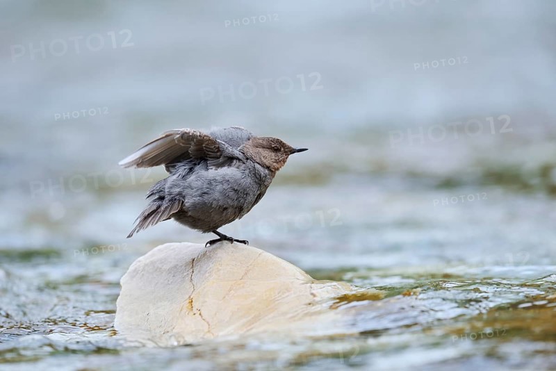 Grey White-throated White-throated Dipper (Cinclus mexicanus), Waterton Lakes National Park, Alberta, Canada