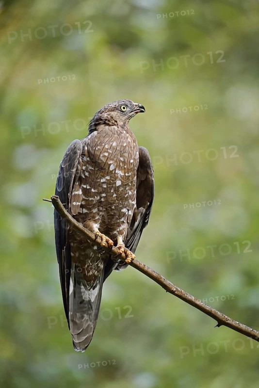 Honey buzzard (Pernis apivorus) sitting on a branch, Bavaria, Germany