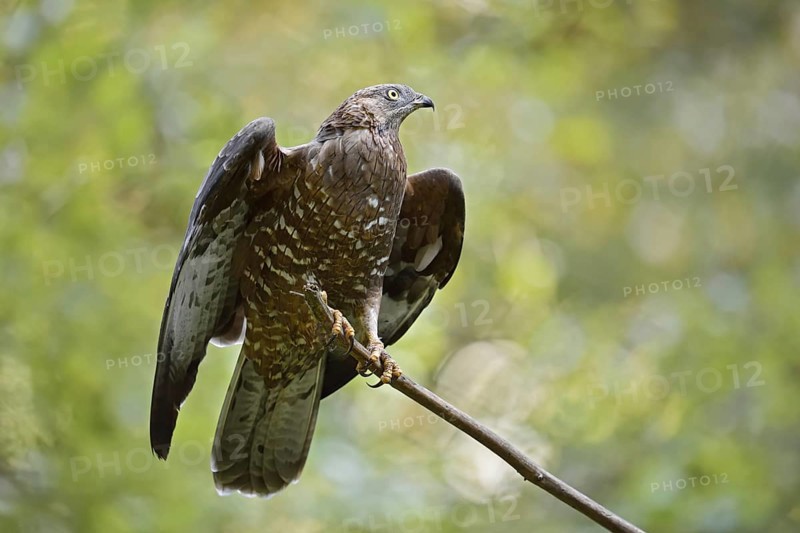 Honey buzzard (Pernis apivorus) sitting on a branch, Bavaria, Germany
