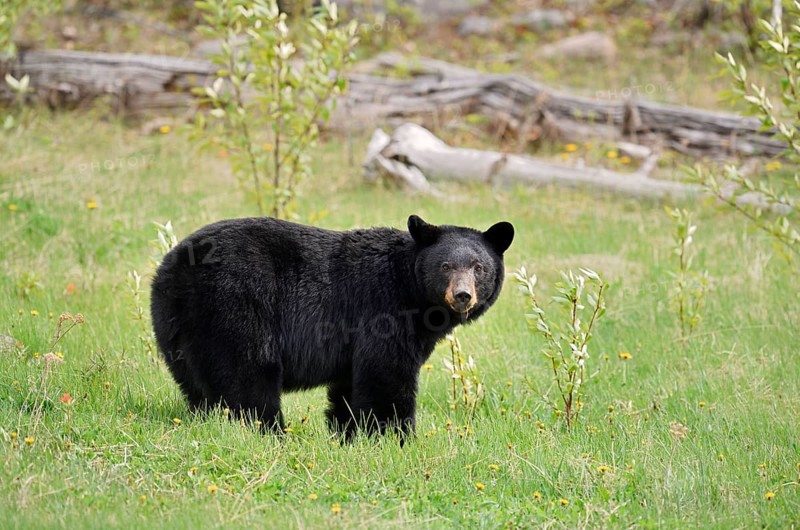 American Black Bear (Ursus americanus), Jasper National Park, Alberta, Canada