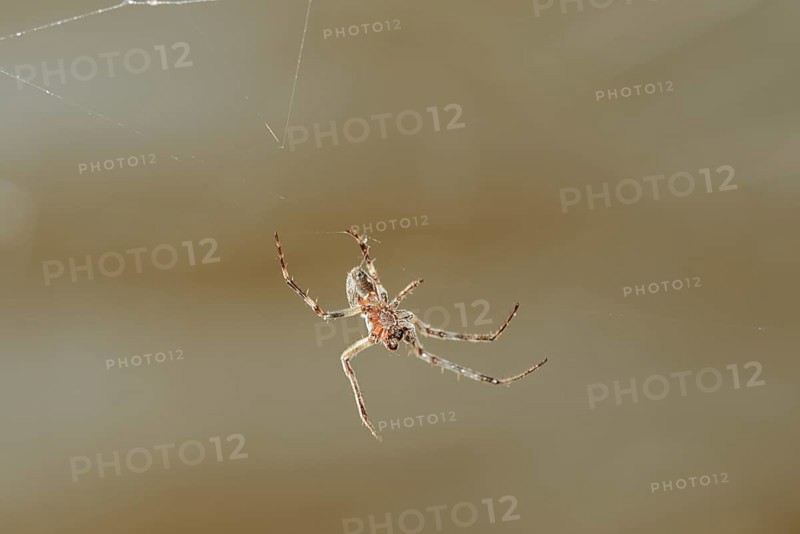 Bridge cross spider or bridge spider (Larinioides sclopetarius) in a web, North Rhine-Westphalia, Germany