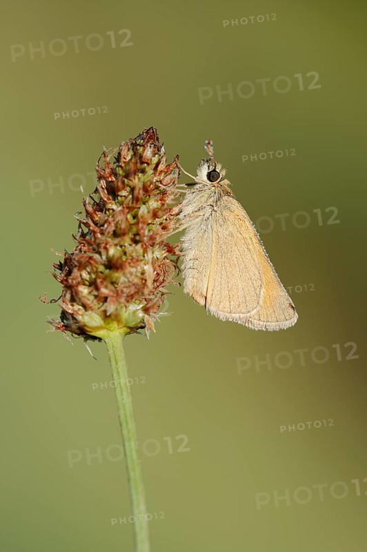 Small Skipper or Small Skipper butterfly (Thymelicus sylvestris) with dewdrops, North Rhine-Westphalia, Germany