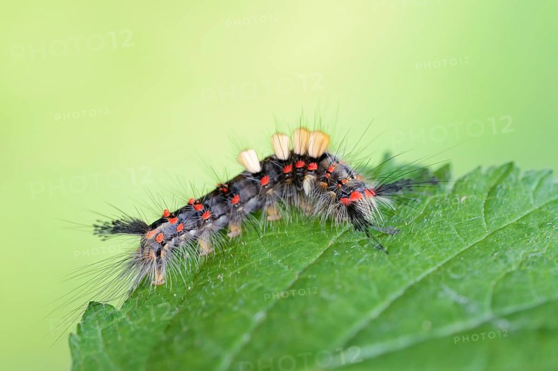 Blackthorn brush moth or small brush moth (Orgyia antiqua), caterpillar, North Rhine-Westphalia, Germany