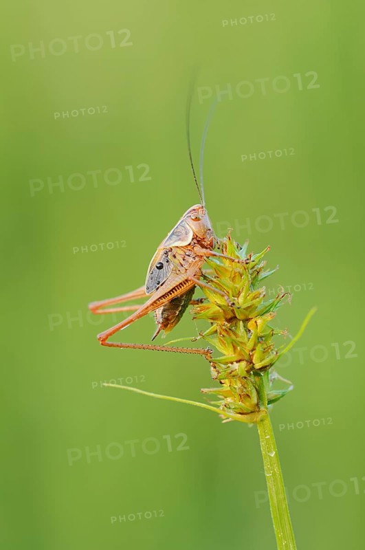 Roesel's bush-cricket (Roeseliana roeselii, Metrioptera roeselii), male, North Rhine-Westphalia, Germany