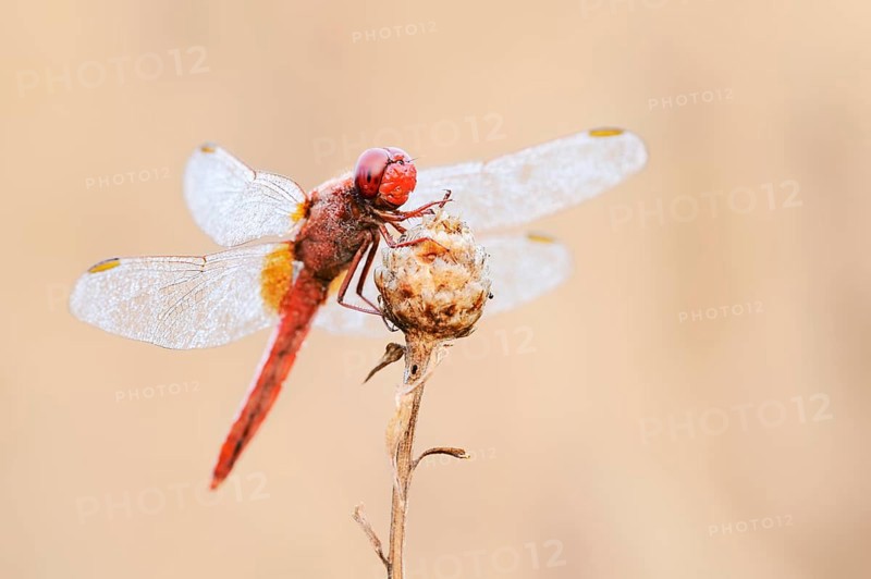 Scarlet Dragonfly (Crocothemis erythraea), male with dewdrops, North Rhine-Westphalia, Germany