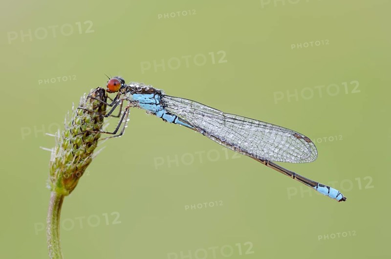 Small Red-eyed Damselfly (Erythromma viridulum), male, North Rhine-Westphalia, Germany