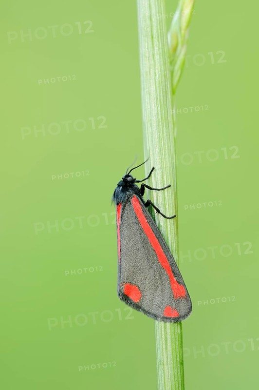 Jacob's weed bear or blood bear (Tyria jacobaeae), North Rhine-Westphalia, Germany