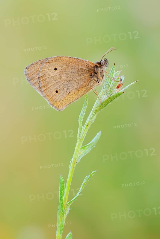 Meadow Brown (Maniola jurtina), North Rhine-Westphalia, Germany