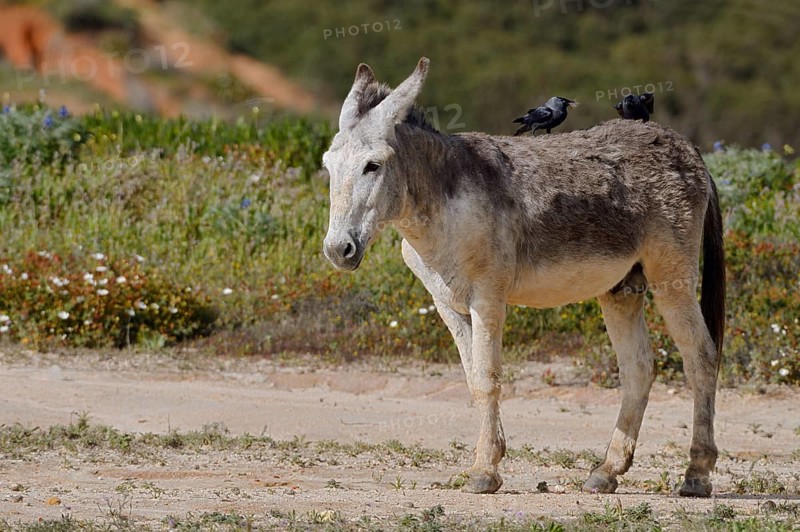 Domestic donkey (Equus asinus asinus) with jackdaws (Corvus monedula, Coloeus monedula) on its back, Algarve, Portugal