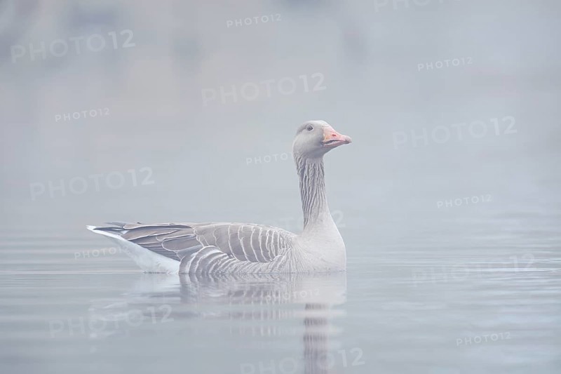 Greylag goose (Anser anser), swimming in the morning mist on a pond, North Rhine-Westphalia, Germany