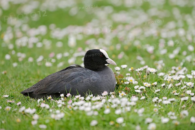 Eurasian Coot (Fulica atra) sitting in a meadow with daisies (Bellis perennis), South Holland, Netherlands