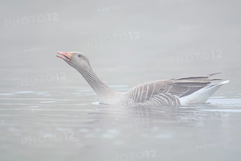 Greylag goose (Anser anser), swimming in the morning mist on a pond and calling, North Rhine-Westphalia, Germany