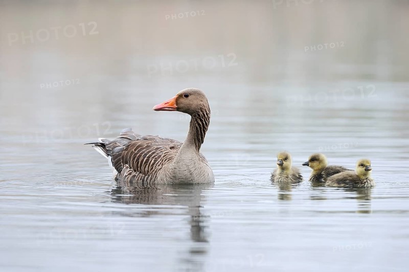 Greylag goose (Anser anser), swimming with chicks on a pond, North Rhine-Westphalia, Germany