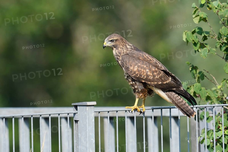 Common buzzard (Buteo buteo) sitting on a metal fence, North Rhine-Westphalia, Germany