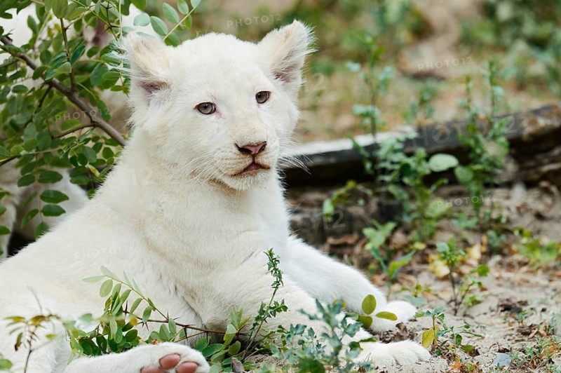 White lion (Panthera leo), young, captive, occurrence in Africa
