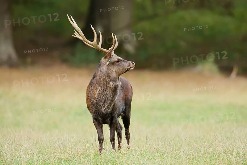 Sika deer (Cervus nippon) in autumn, Sauerland, North Rhine-Westphalia, Germany, naturalised species