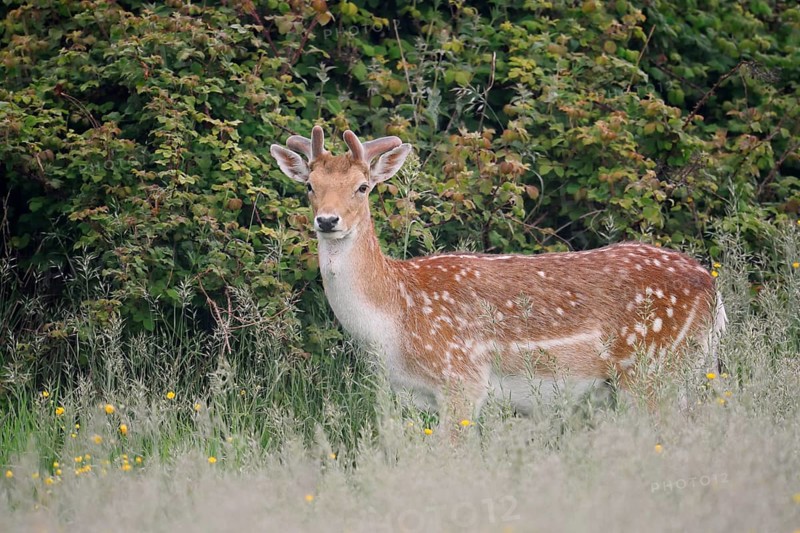 Fallow deer (Dama dama), fallow deer with velvet antlers in spring, Zeeland, Netherlands
