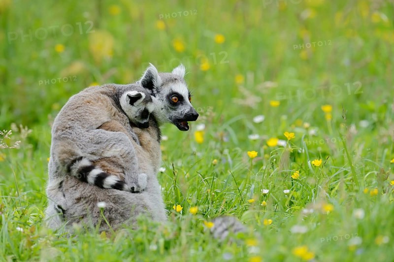 Catta (Lemur catta), female with young, captive, occurring in Madagascar