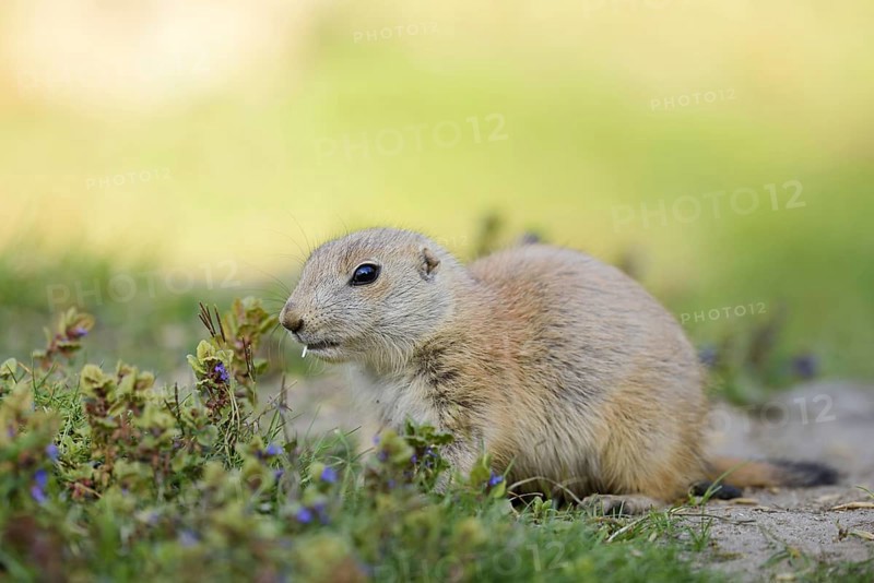 Black-tailed prairie dog (Cynomys ludovicianus), young animal, North America