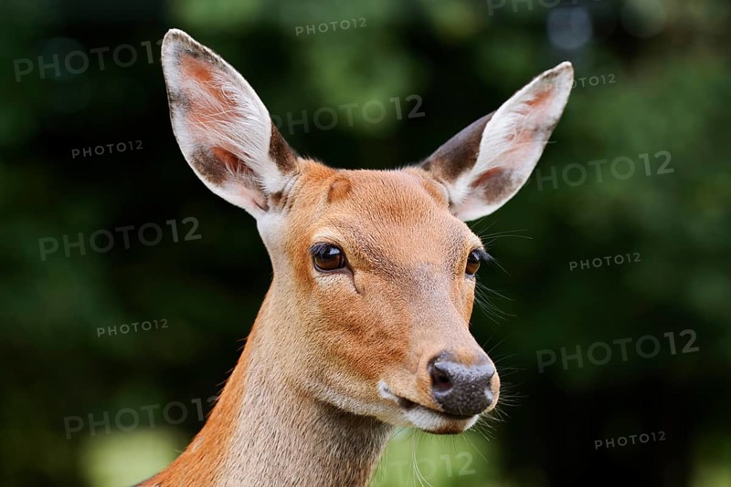 Dybowski deer or Dybowski sika deer (Cervus hortulorum, Cervus nippon hortulorum), female, portrait, captive, occurring in Asia