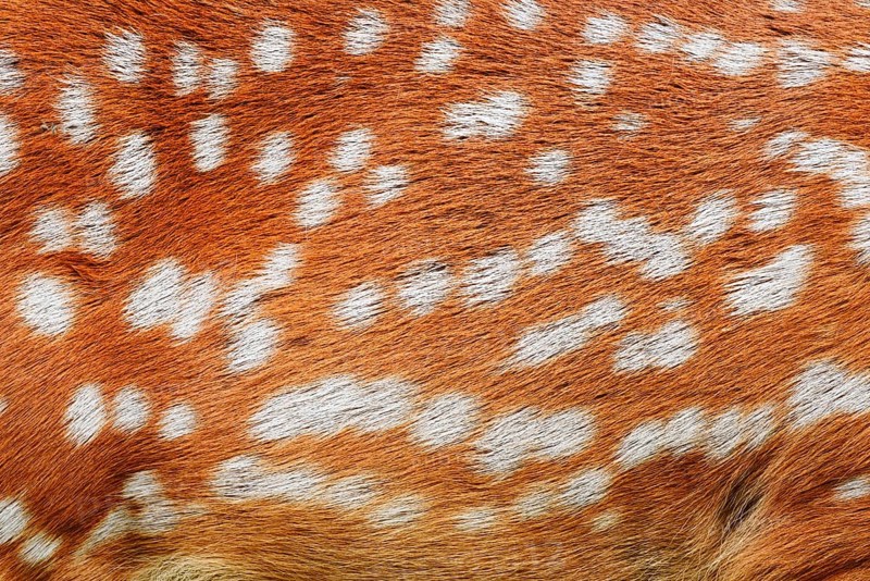 Dybowski deer or Dybowski sika deer (Cervus hortulorum, Cervus nippon hortulorum), fur detail, captive, occurring in Asia