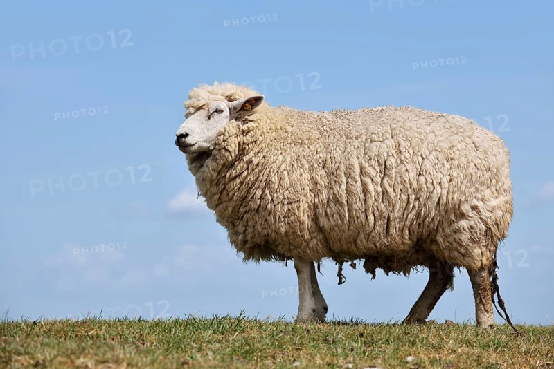 German white-headed meat sheep (Ovis orientalis aries), Schleswig-Holstein, Germany