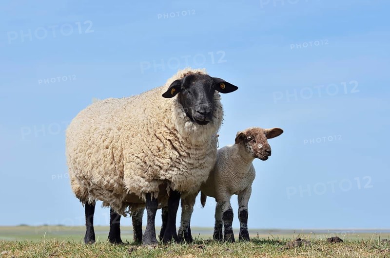 German black-headed meat sheep or black-headed sheep (Ovis orientalis aries) with lamb, Schleswig-Holstein, Germany