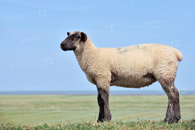 German black-headed meat sheep or black-headed sheep (Ovis orientalis aries), lamb, Schleswig-Holstein, Germany