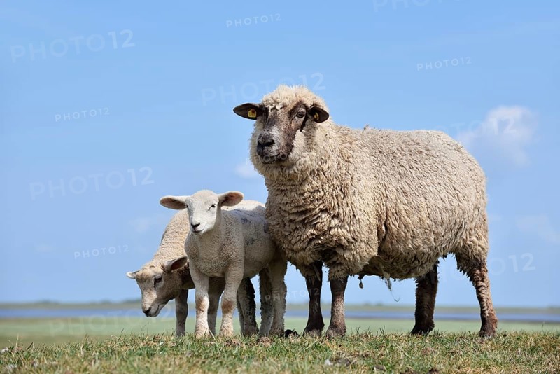 Domestic sheep (Ovis orientalis aries), female with lambs, Schleswig-Holstein, Germany