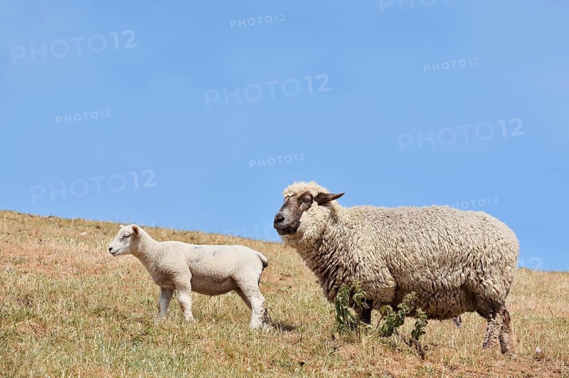 Domestic sheep (Ovis orientalis aries) with lamb, Schleswig-Holstein, Germany