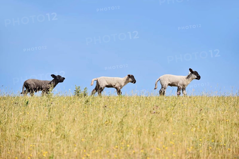 Domestic sheep (Ovis orientalis aries), lambs on a dyke, Schleswig-Holstein, Germany