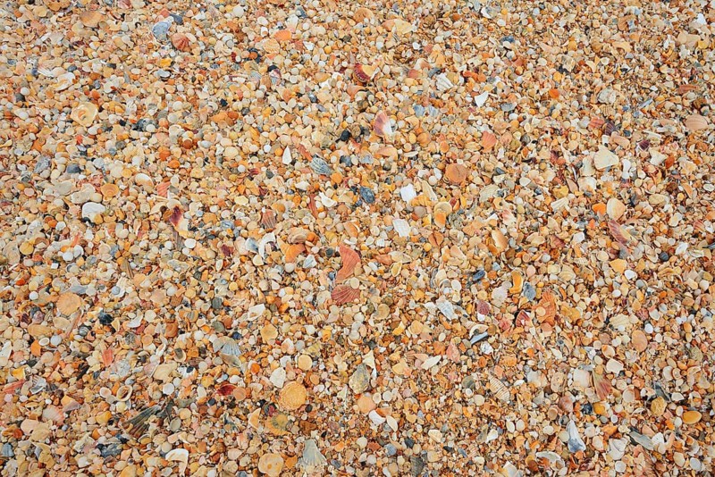 Different mussel shells on the beach, Algarve, Portugal