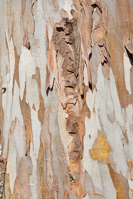 Tasmanian blue gum or common eucalyptus (Eucalyptus globulus), detail of the trunk, Algarve, Portugal