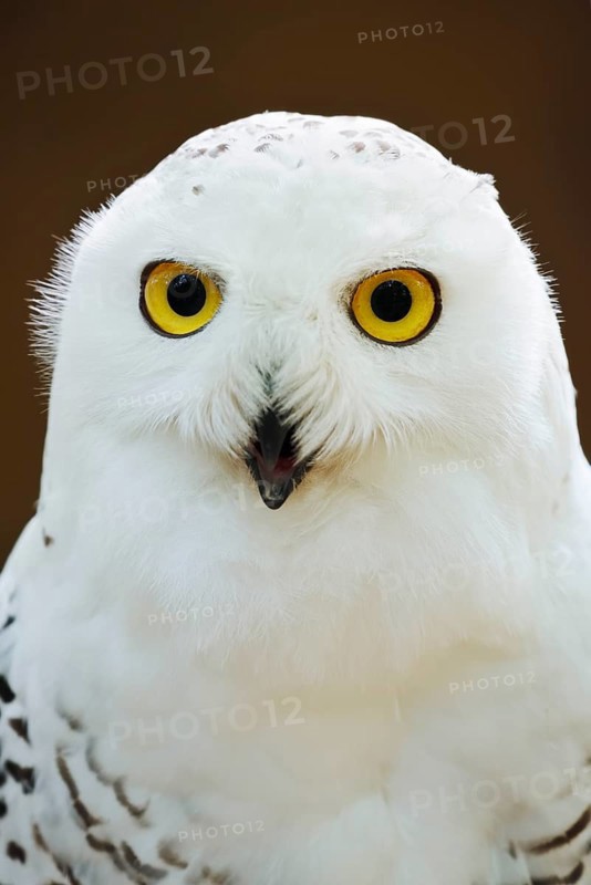 Snowy owl (Bubo scandiacus, Nyctea scandiaca), female, portrait, captive, North Rhine-Westphalia, Germany