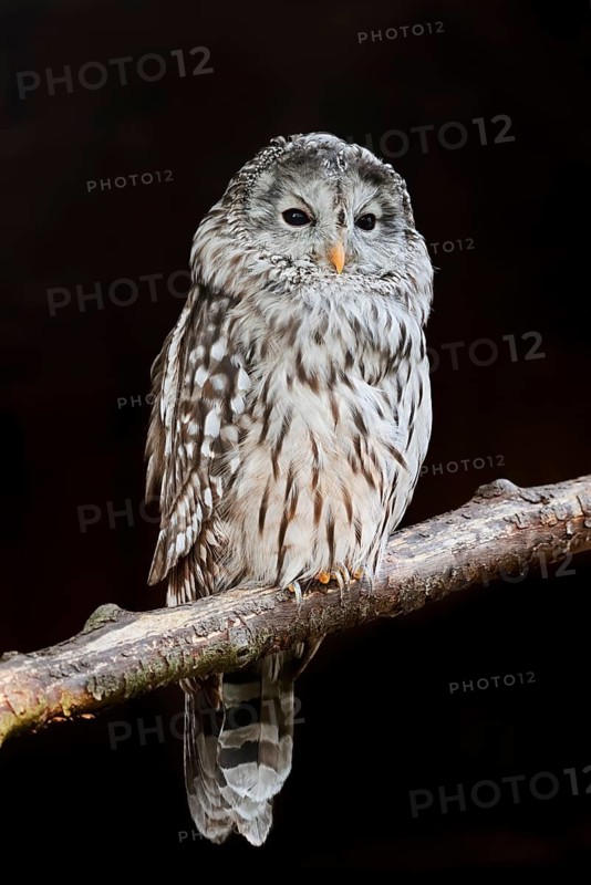 Ural owl (Strix uralensis), Bavarian Forest, Germany