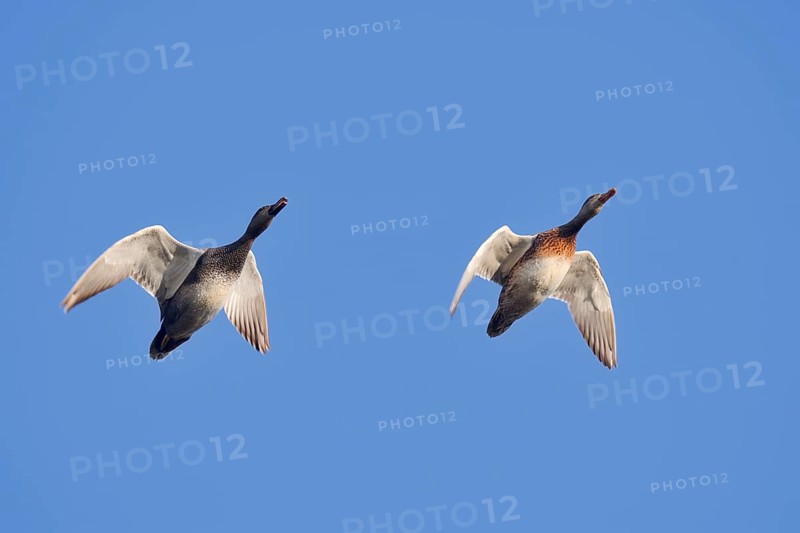 Gadwall (Mareca strepera, Anas strepera), drake and female flying, North Rhine-Westphalia, Germany