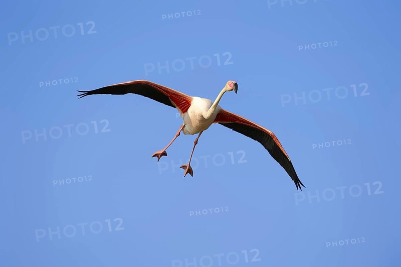 Pink flamingo (Phoenicopterus roseus) flying, Camargue, Provence, southern France