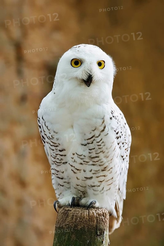 Snowy owl (Bubo scandiacus, Nyctea scandiaca), female, captive, North Rhine-Westphalia, Germany