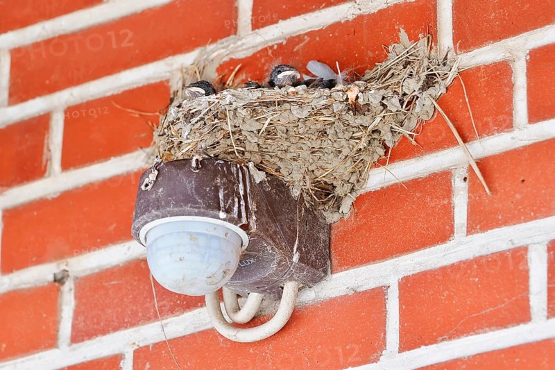 Barn Swallow (Hirundo rustica), chick in nest, Schleswig-Holstein, Germany